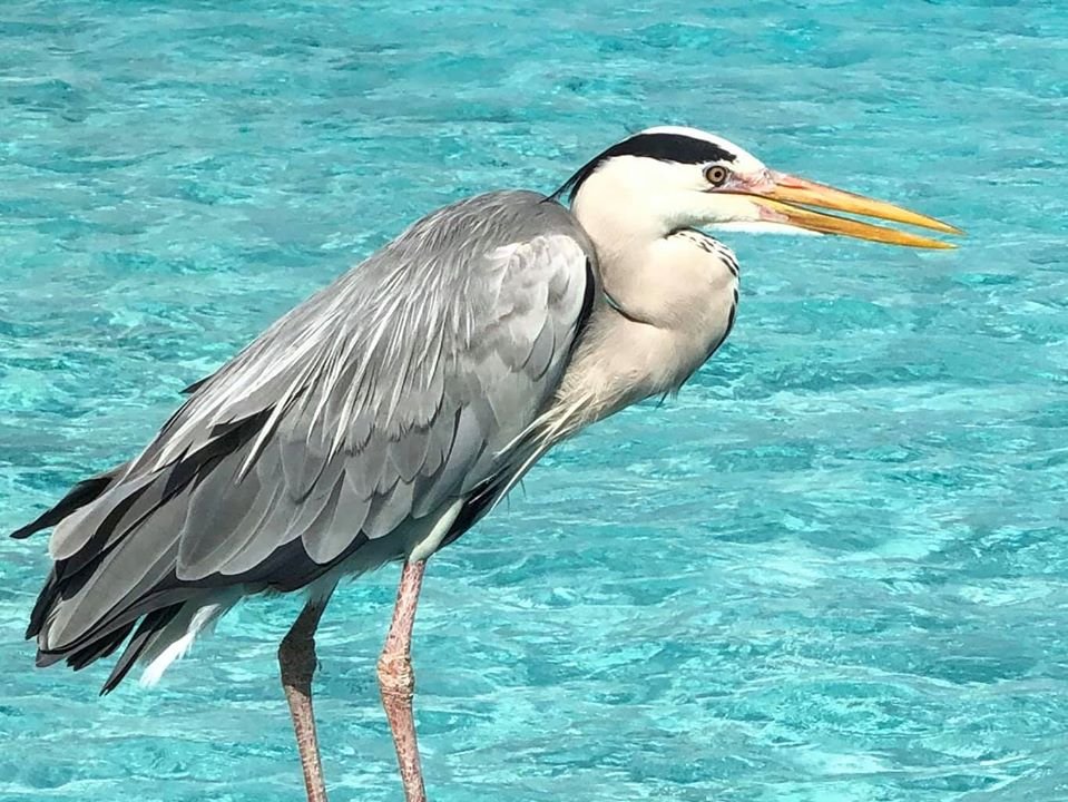 Exotic Maldives Wildlife