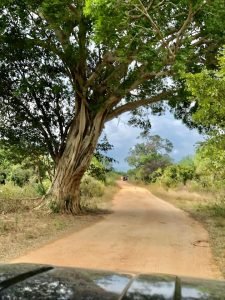 Romantic roads through Sri Lanka