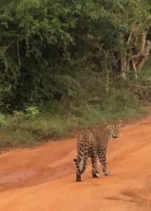 A Sri Lanka Leopard Up Close 