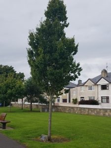 Scranton Tree is found in Ballina, County Mayo, Ireland, a Scranton, Pennsylvania, U.S.A. sister-city.  