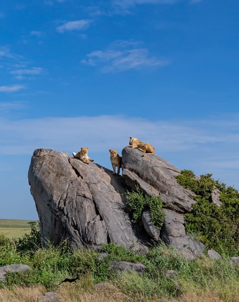 A Dreamland Called Serengeti by Debashish Dutta