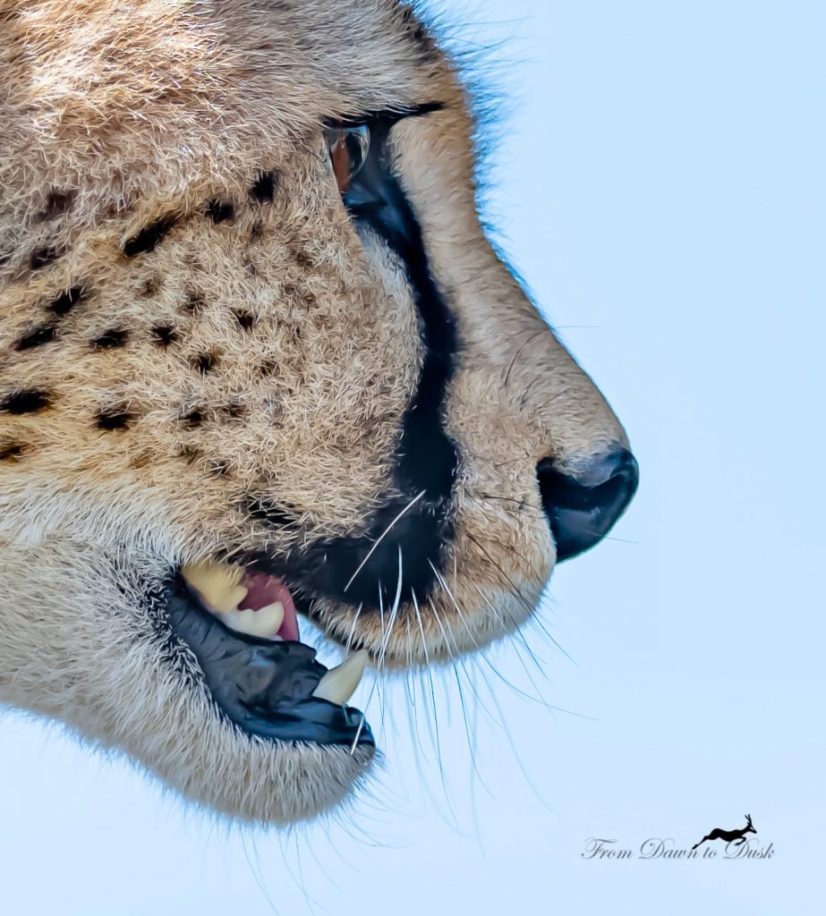 Cheetah Portrait by Debahish Dutta