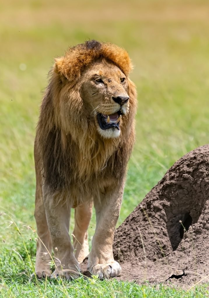 Macho Man Tree-Climbing Lion Photograph by Debashish Dutta