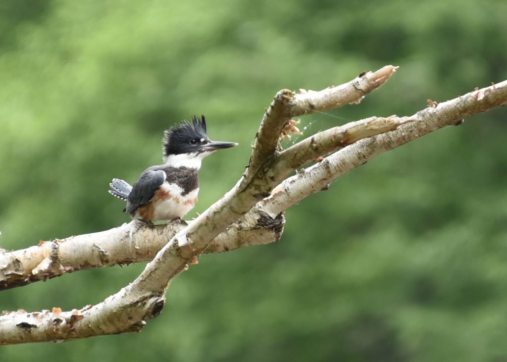 Birdwatching in NEPA