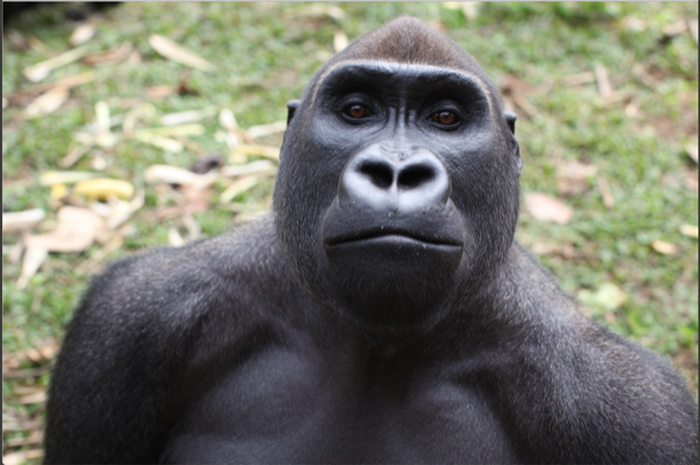 Africa's Gorillas are in danger