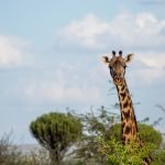 My Kids Met the Tallest Land Mammal